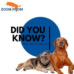 Zoom Room