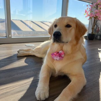 Bath Brush Express - Golden Retriever 8 Month Puppy - Pet Groomers Near Me - Chandler, Arizona