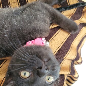 Cuddles and Tails Pet Services - Pet Sitting Near Me - New York, New York Cuddles and Tails Pet Services - Pet Sitting Near Me - New York, New York