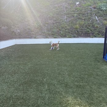 Dogs On The Run - Addy playing in our yard. - Dog Walkers Near Me - Carlsbad, California Dogs On The Run - Addy playing in our yard. - Dog Walkers Near Me - Carlsbad, California