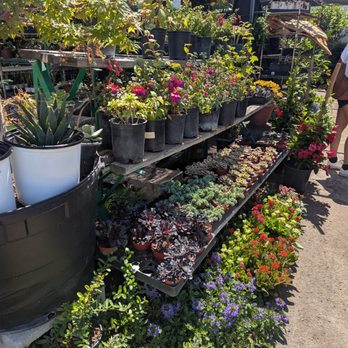 Evergreen Nursery - Nurseries & Gardening Near Me - Garden Grove, California