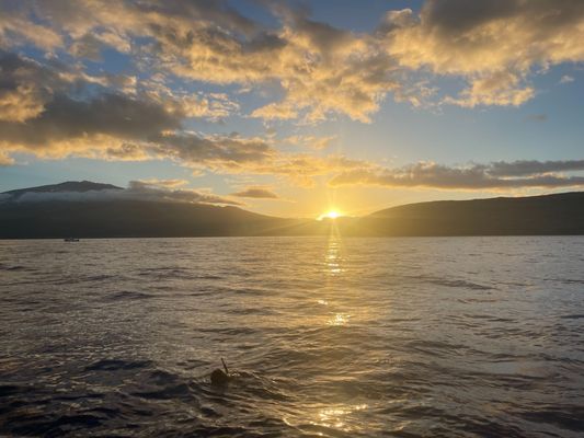 Maui Dreams Dive Co by null