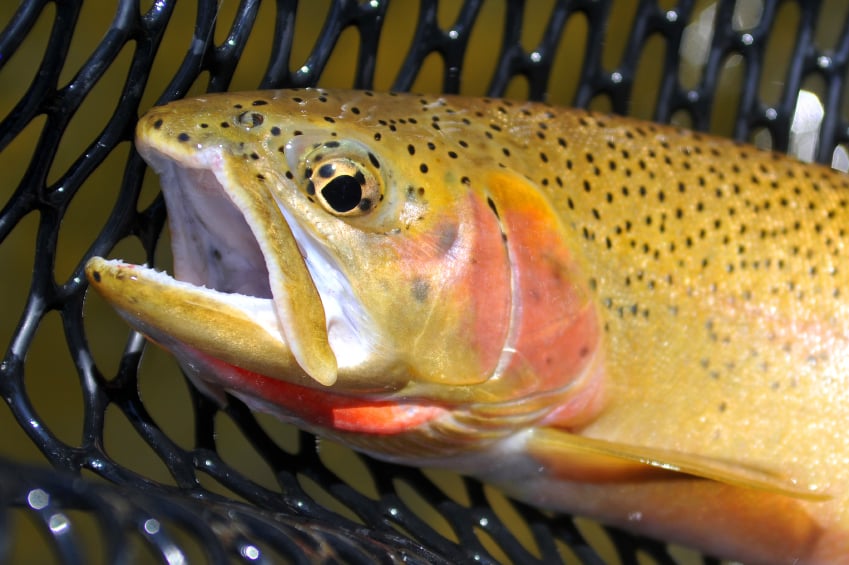 Fishing with J Logo