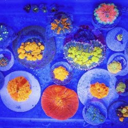 Exotic Reef Aquatic - CRAZY MUSHROOMS