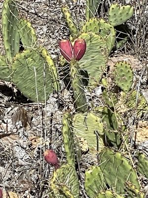 Cafe Sierra Negra by null