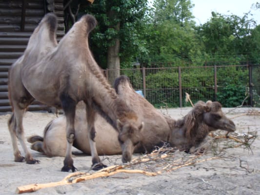 Copenhagen Zoo by null