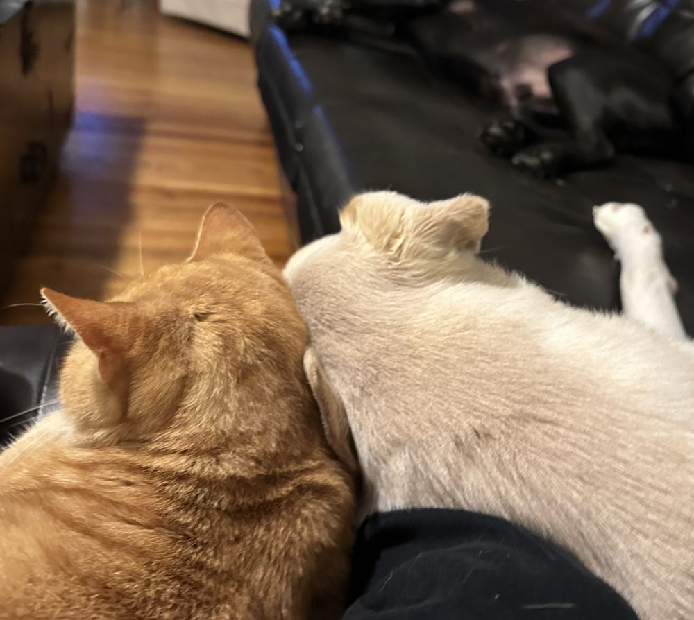 GLAMOUR PAWS CAPE CORAL Updated July 2024 15 Photos & 21 Reviews