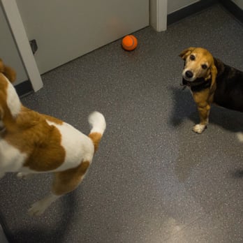 City Pets - Pet Groomers Near Me - Chicago, Illinois