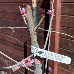 Peaceful Valley Farm & Garden Supply - Donut (Stark Saturn) peach already flowering. It only been planted for a month.