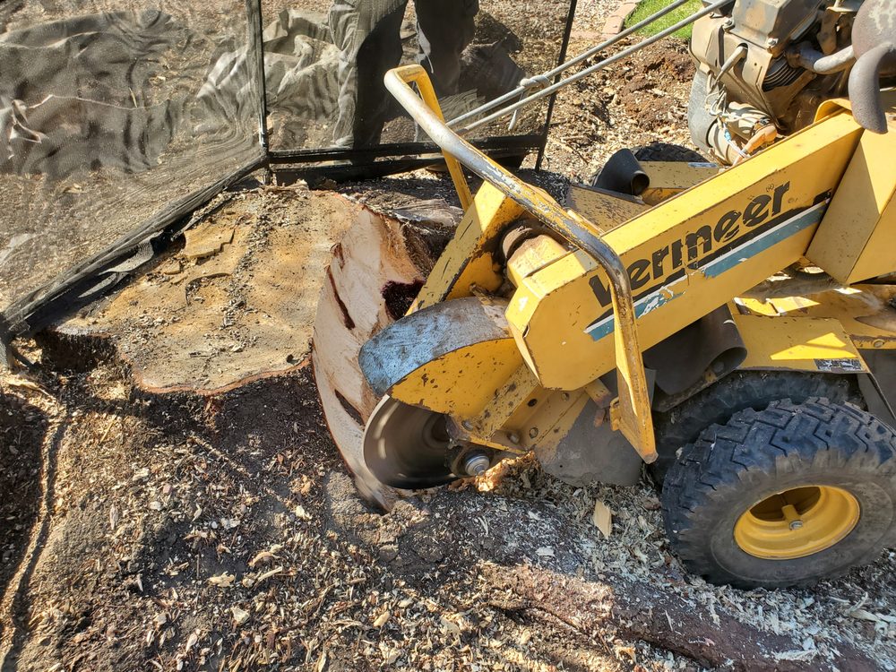 Black Bear Tree Care - tree service in Colorado Springs, CO