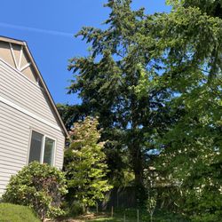 Randy's Tree Service - Before.