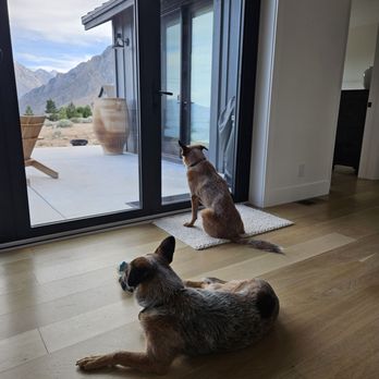 Panoramic Doors - Orange County - Dogs enjoying the view from inside. - Door Sales/Installation Near Me - Laguna Beach, California