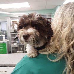 Cool Emergency Veterinary Service Of Roanoke Inc Roanoke Va Images