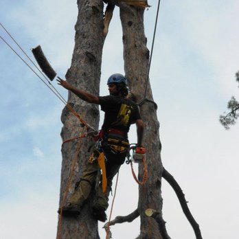 Michlig Tree Service - Tree Services Near Me - Boulder Junction, Wisconsin Michlig Tree Service - Tree Services Near Me - Boulder Junction, Wisconsin