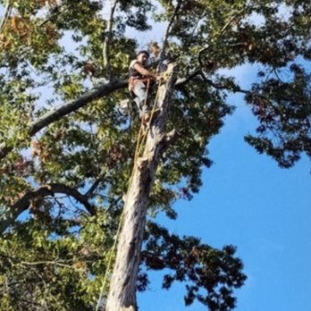 Family Tree Experts - Tree Services Near Me - Easley , South Carolina