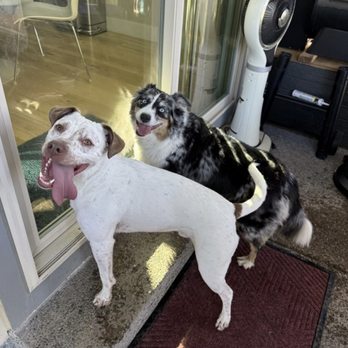 Pawsitively Paws - Dog Walkers Near Me - Ridgefield, Washington Pawsitively Paws - Dog Walkers Near Me - Ridgefield, Washington