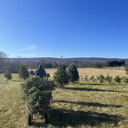 Milltown Creek Tree Farms