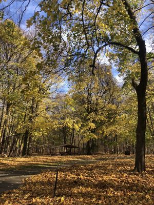 Maybury State Park by null