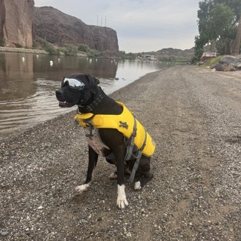 Leave The Leash - Pet Training Near Me