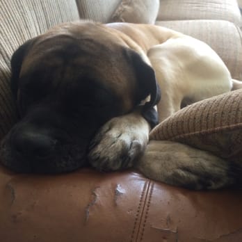 Meadowbrook Veterinary Clinic - North - Nap time - Veterinarians Near Me - Peoria, Illinois Meadowbrook Veterinary Clinic - North - Nap time - Veterinarians Near Me - Peoria, Illinois