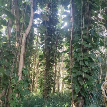 Hoopii Falls - Views along the hiking trail - Hiking Near Me - Kapaa, Hawaii