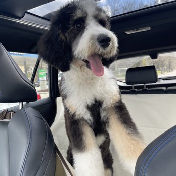 Bone Sweet Bone - Pet Sitting Near Me - Woodland Hills, California