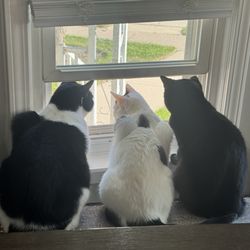 Southpointe Veterinary Hospital - My babies