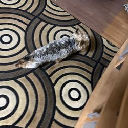 Happy Tails