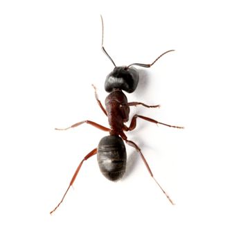 Alpha Pest Management - Carpenter ants - Pest Control Near Me
