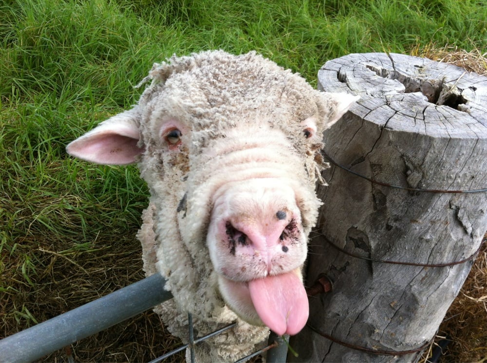 THE TOFFEE FACTORY Updated September 2024 2927 South Coast Highway