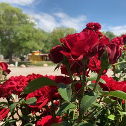 Durango KOA - Lots of roses.
