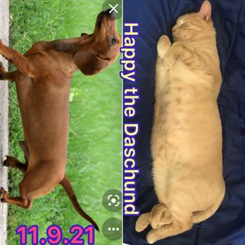 VEG ER for Pets - Emergency Pet Hospital Near Me - Chicago, Illinois