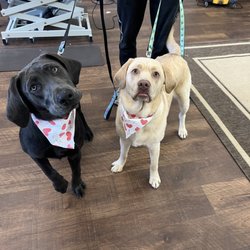 Dapper Dog - Piper and Paisley