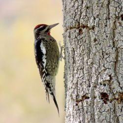 Mountain View Park - Sapsucker