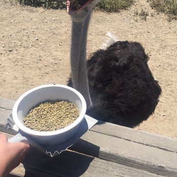 Ostrichland USA - Attraction Farms Near Me - Solvang, California Ostrichland USA - Attraction Farms Near Me - Solvang, California