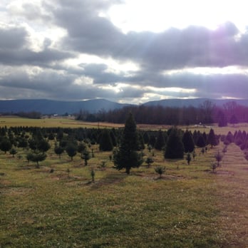 Mountain View Christmas Tree Farm - Christmas Trees Near Me - Edinburg, Virginia Mountain View Christmas Tree Farm - Christmas Trees Near Me - Edinburg, Virginia