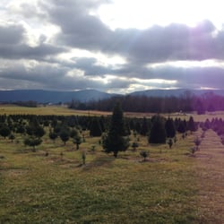 Mountain View Christmas Tree Farm