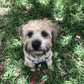 Dogtown - Chewie the Wookie Davila - Pet Groomers Near Me - Miami, Florida