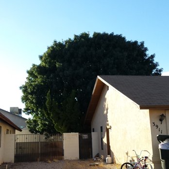 Sims Tree Service - Back yard tree trimmed by Sims..
....really? Looks like it still hangs over my neighbors yard to me. - Tree Services Near Me - Kingman, Arizona Sims Tree Service - Back yard tree trimmed by Sims..
....really? Looks like it still hangs over my neighbors yard to me. - Tree Services Near Me - Kingman, Arizona