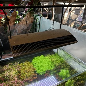 Aquascapes - Dream tank set up - Local Fish Stores Near Me - Honolulu, Hawaii Aquascapes - Dream tank set up - Local Fish Stores Near Me - Honolulu, Hawaii
