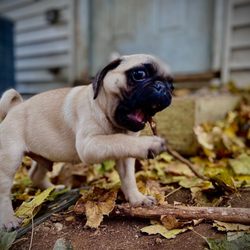Four Seasons Pet Resorts - Some silliness
