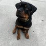 Photo of Capp's K9 Connections