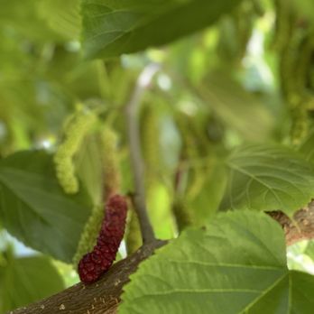 Very Mulberry - Pick Your Own Farms Near Me - Brentwood, California Very Mulberry - Pick Your Own Farms Near Me - Brentwood, California