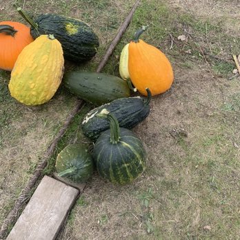 Fazio Farms - a variety of squash and pumpkins - Fruits & Veggies Near Me - Portland, Oregon