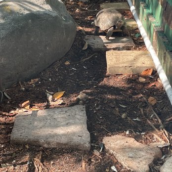 Key West Aquarium - Turtle for a stroll - Aquariums Near Me - Key West, Florida