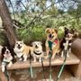 Dogs On The Run