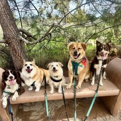 Dogs On The Run