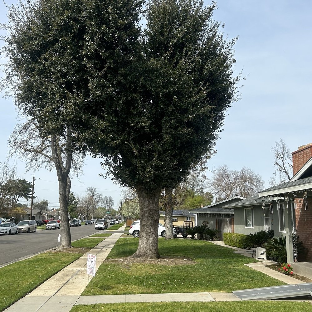 Caliarbor - Tree Services Near Me Caliarbor - Tree Services Near Me