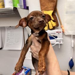 Carver Scott Humane Society