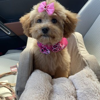 Stars Fancy Paws - Pet Groomers Near Me - Bakersfield, California Stars Fancy Paws - Pet Groomers Near Me - Bakersfield, California